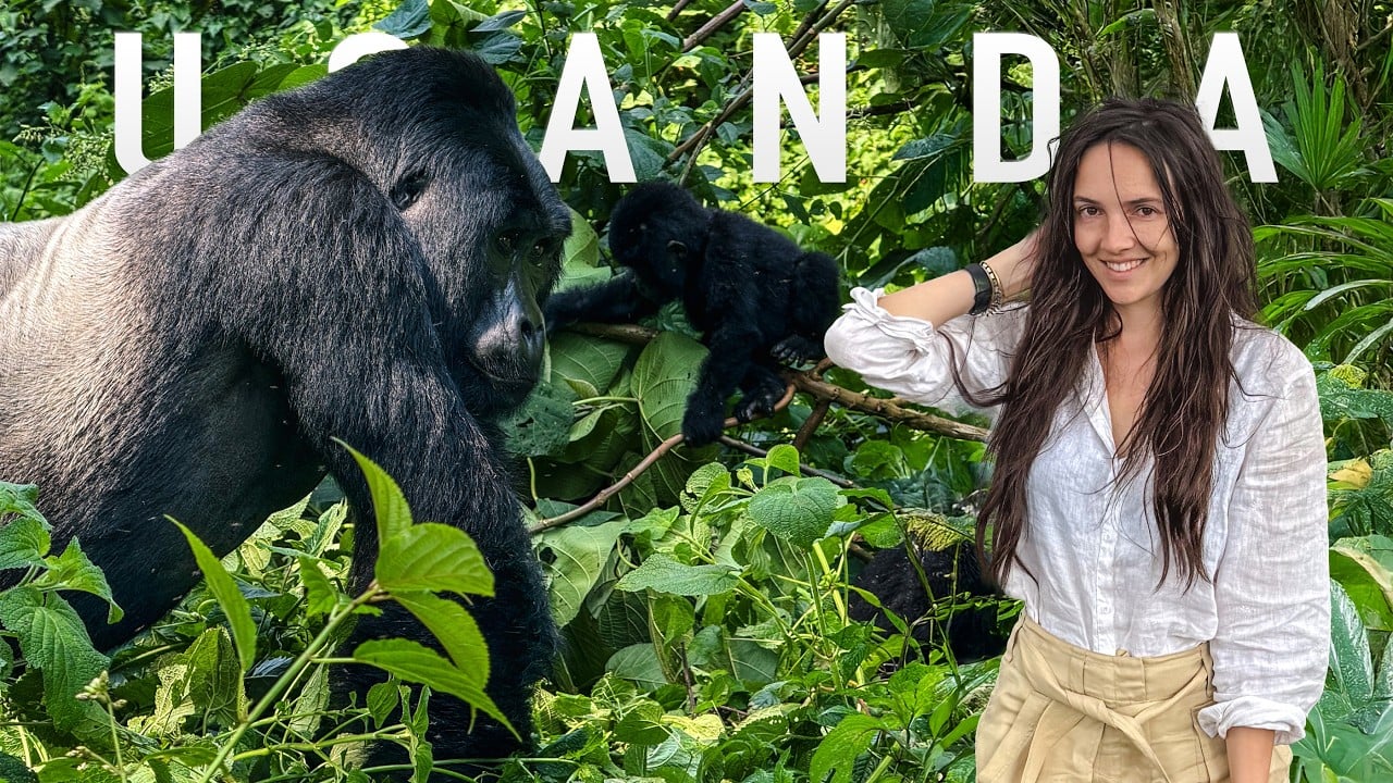 48 Hours Tracking Mountain Gorillas in Bwindi, Uganda