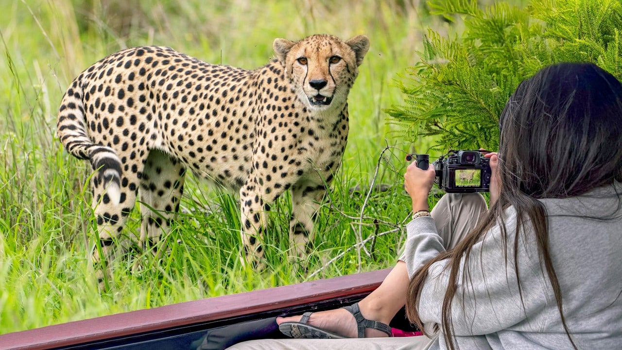 Kruger Safari: 4 Days in Manyeleti, South Africa