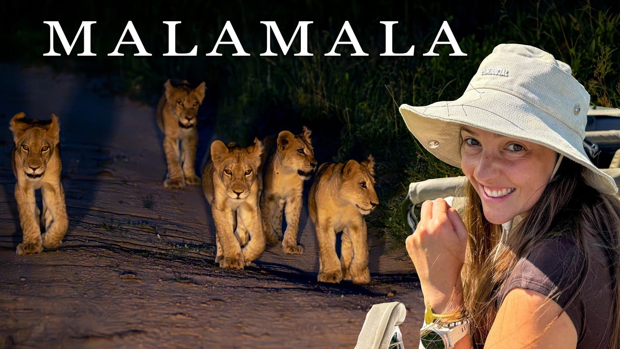 You Won't Believe What Happened On My Luxury South Africa Safari (MalaMala)