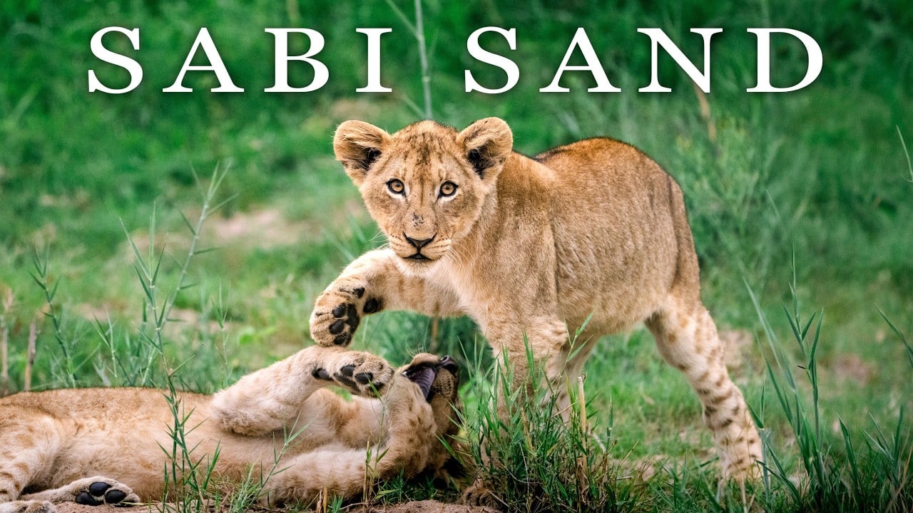 South Africa Safari Documentary 4K (Sabi Sand)