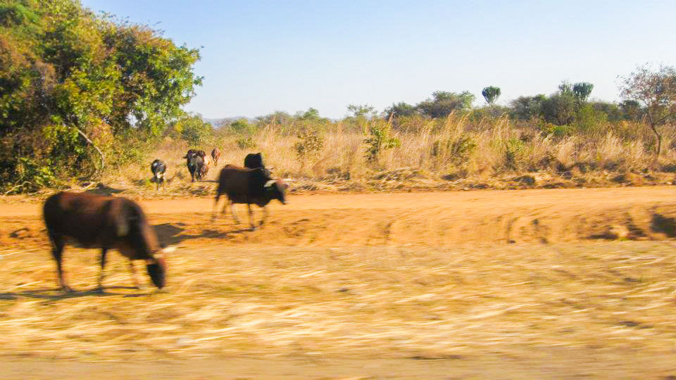 Cattle in Zambia Africa