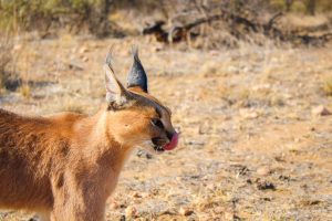 Caracal Walk at Naankuse Wildlife Sanctuary Namibia