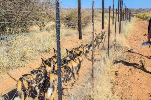 African Wild Dogs at Naankuse Wildlife Sanctuary Namibia
