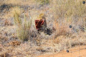 Leopard at Naankuse Wildlife Sanctuary Namibia