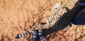 Cheetah at Naankuse Wildlife Sanctuary Namibia