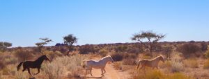 Horses at Naankuse Wildlife Sanctuary Namibia