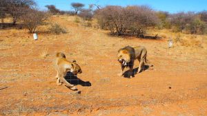 Lions at Naankuse Wildlife Sanctuary Namibia