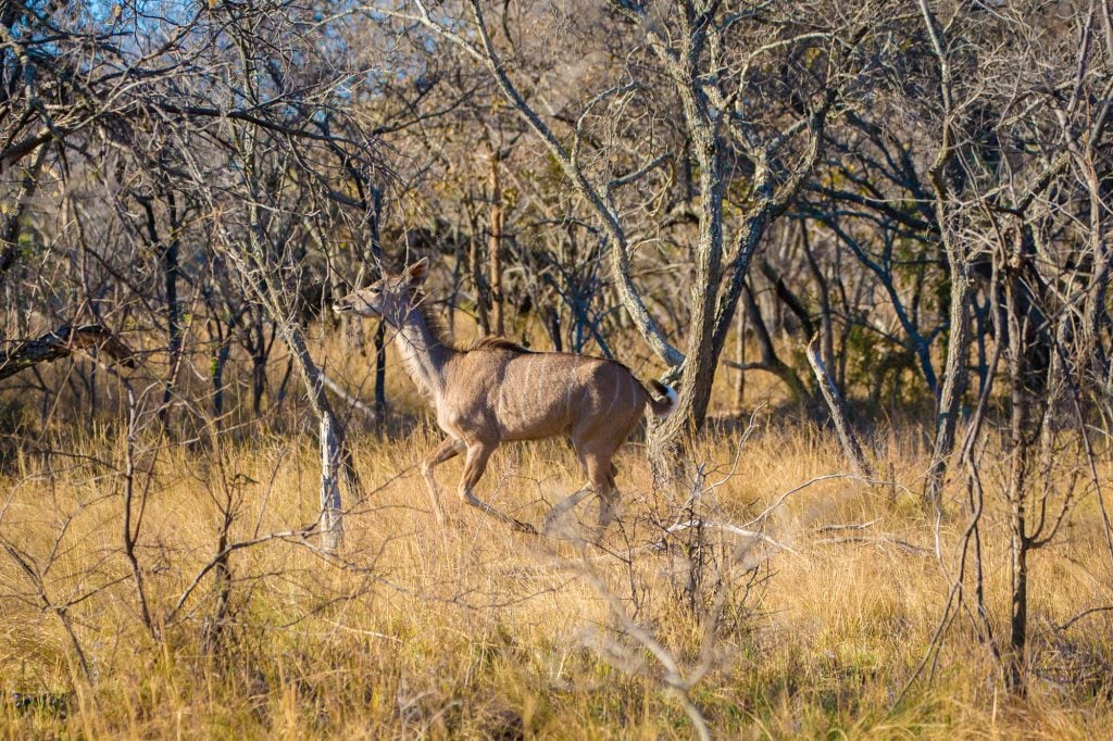 Kudu on Safari Ant's Hill & Nest in South Africa