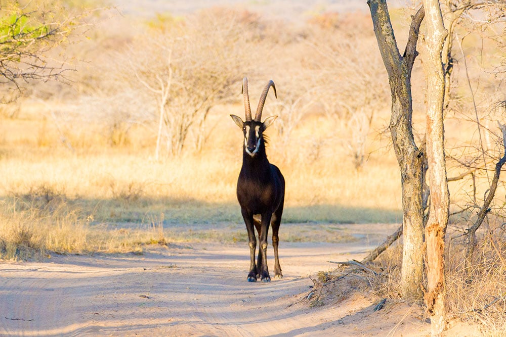 Sable Antelope on Safari Ant's Hill & Nest in South Africa