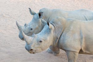 Rhinos on Safari Ant's Hill & Nest in South Africa