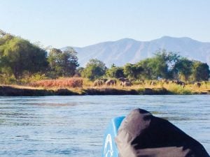 Elephants on Zambezi River in Zambia Africa