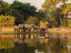 Elephants on Zambezi River in Zambia Africa