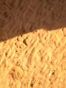 Leopard Tracks in Zambia Africa