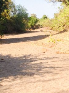 Impala in Zambia Africa