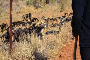 African Wild Dogs at Naankuse Wildlife Sanctuary Namibia