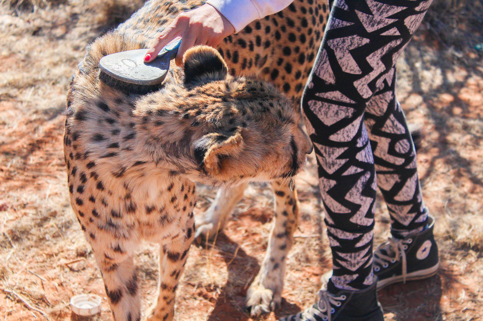 Ella with Cheetah at Naankuse Wildlife Sanctuary Namibia