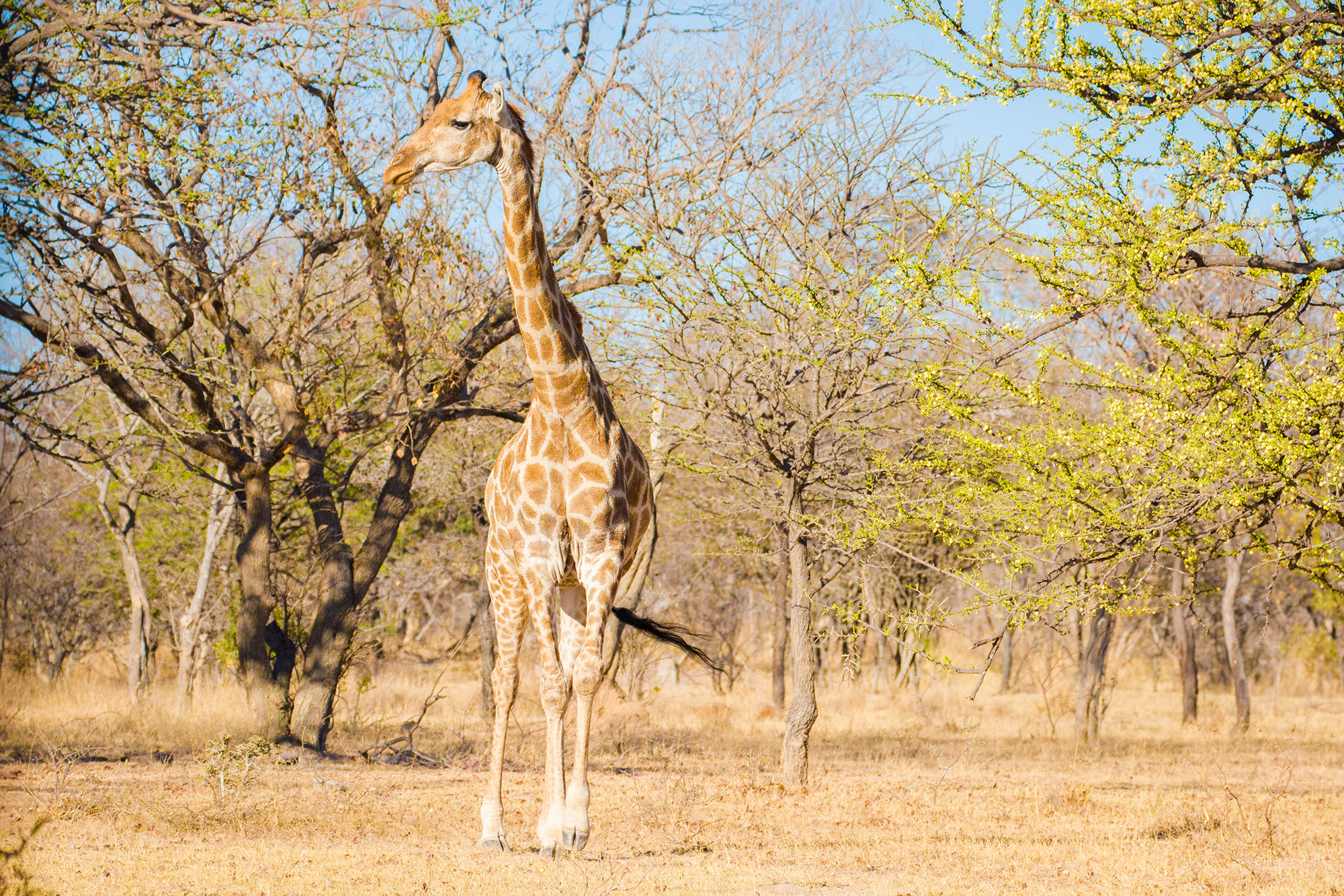 Giraffe on Safari Ant's Hill & Nest in South Africa