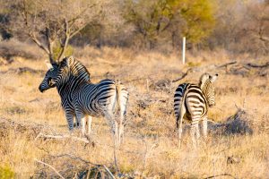 Zebras on Safari Ant's Hill & Nest in South Africa