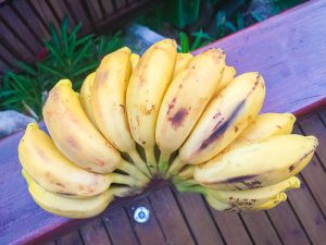 Fresh local bananas on Mahe island, Seychelles