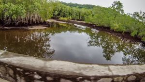 Mangrove swamps on drive to Port Glaud, north Mahe, Seychelles