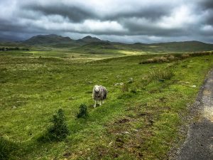 Sheep and mountains at Wast Water, The Lake District