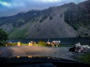 Flock of sheep at night at Wast Water, The Lake District