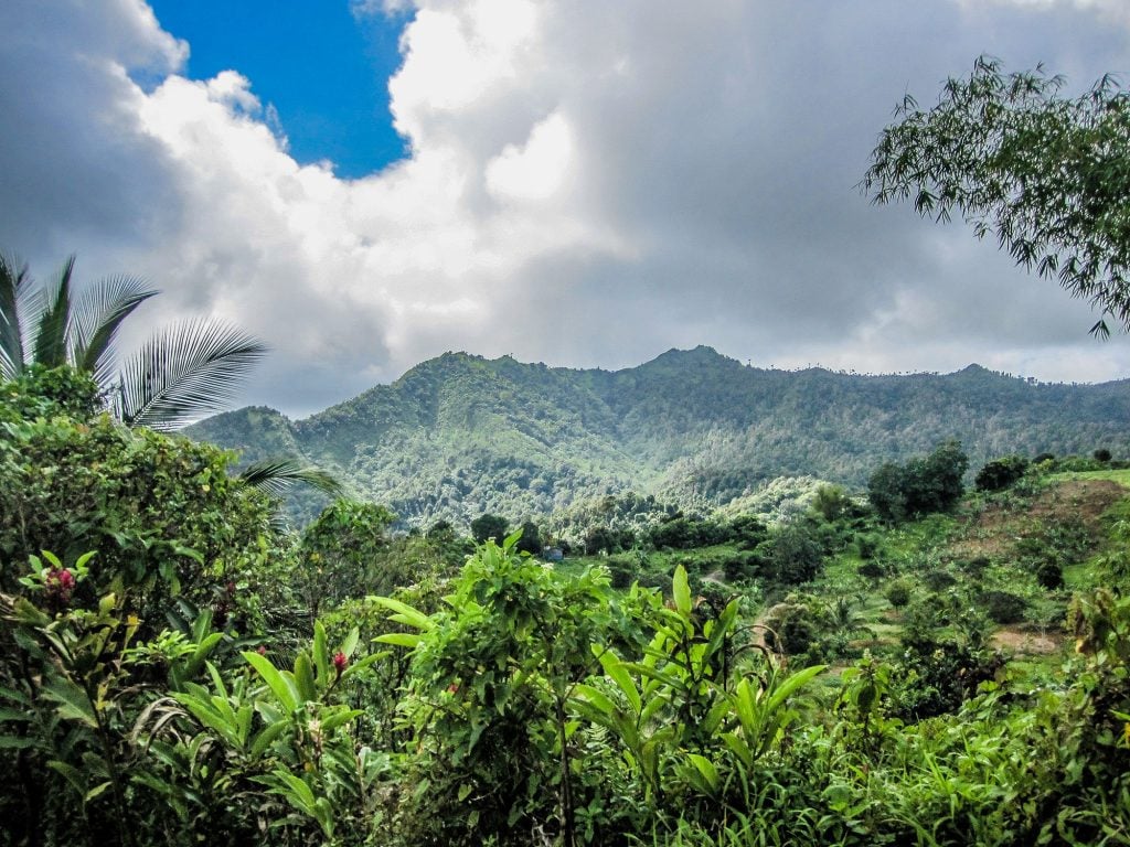 Jungle in Grenada, The Caribbean