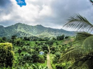 House in the middle of the jungle with mountain behind in Grenada, The Caribbean