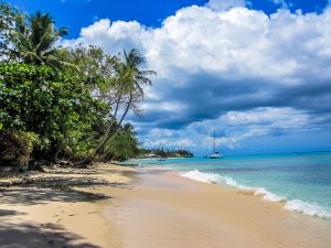 Palm trees on the beach with the ocean in Barbados