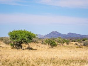 Views of the savannah from N/a’an ku sê (Naankuse) Wildlife Sanctuary in Namibia, Africa