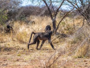Baboons Cheetah at N/a’an ku sê (Naankuse) Wildlife Sanctuary in Namibia, Africa