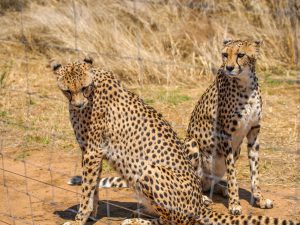 Cheetahs at N/a&rsquo;an ku s&ecirc; (Naankuse) Wildlife Sanctuary in Namibia, Africa