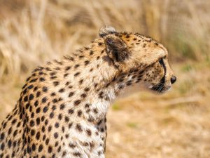 Cheetah at N/a&rsquo;an ku s&ecirc; (Naankuse) Wildlife Sanctuary in Namibia, Africa
