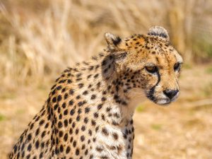Cheetah at N/a’an ku sê (Naankuse) Wildlife Sanctuary in Namibia, Africa