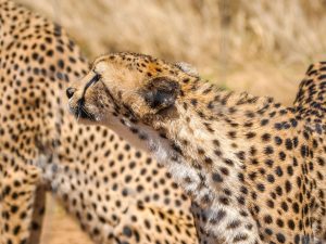 Cheetahs at N/a’an ku sê (Naankuse) Wildlife Sanctuary in Namibia, Africa