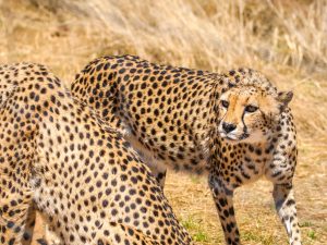 Cheetahs at N/a&rsquo;an ku s&ecirc; (Naankuse) Wildlife Sanctuary in Namibia, Africa