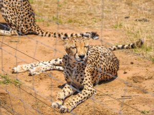 Cheetahs at N/a’an ku sê (Naankuse) Wildlife Sanctuary in Namibia, Africa