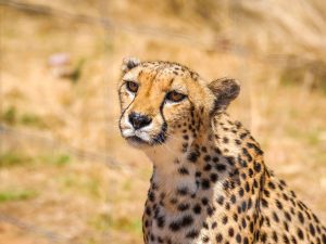 Cheetah at N/a’an ku sê (Naankuse) Wildlife Sanctuary in Namibia, Africa