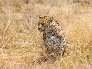 Leopard at N/a&rsquo;an ku s&ecirc; (Naankuse) Wildlife Sanctuary in Namibia, Africa