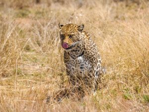 Leopard at N/a’an ku sê (Naankuse) Wildlife Sanctuary in Namibia, Africa