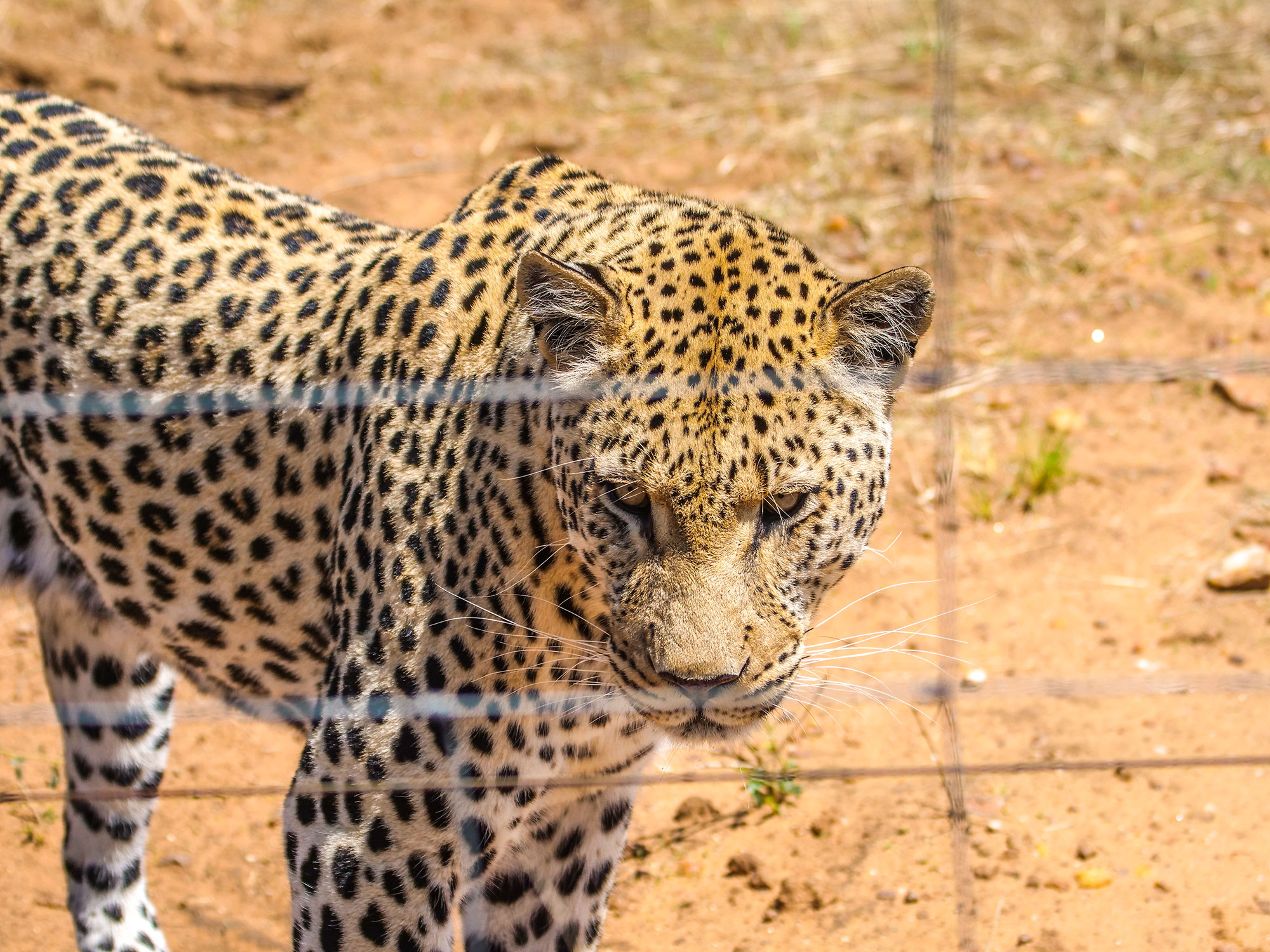 Leopard at N/a’an ku sê (Naankuse) Wildlife Sanctuary in Namibia, Africa