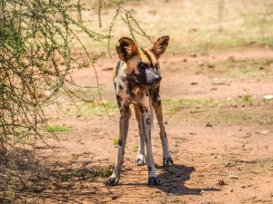 African Wild Dog at N/a&rsquo;an ku s&ecirc; (Naankuse) Wildlife Sanctuary in Namibia, Africa