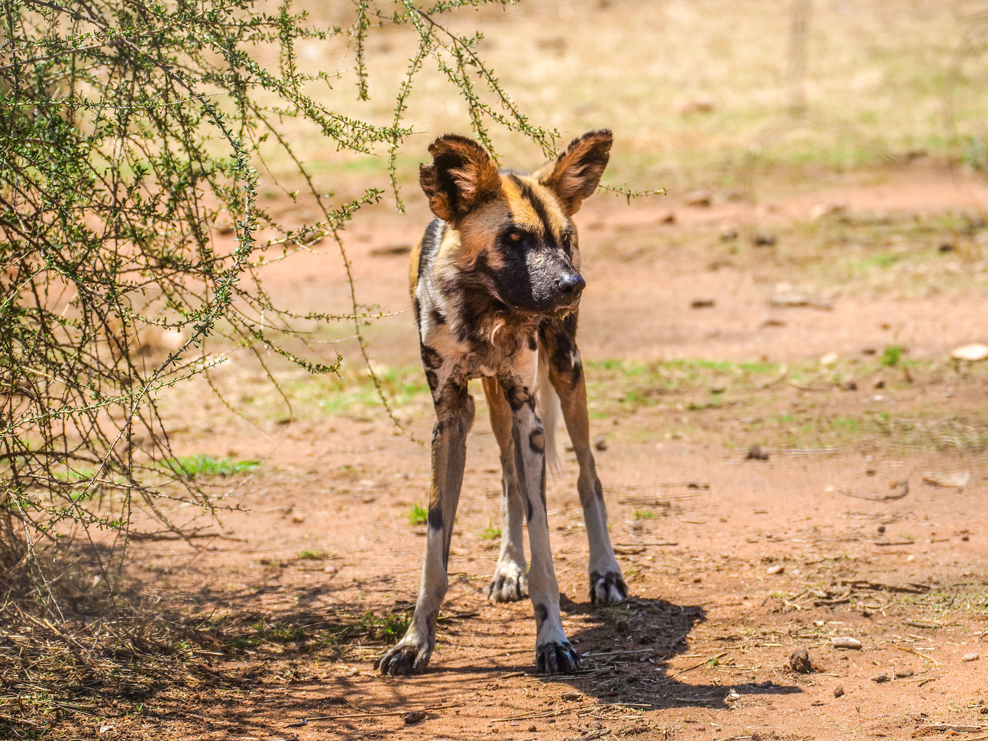 African Wild Dog at N/a’an ku sê (Naankuse) Wildlife Sanctuary in Namibia, Africa