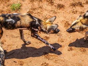 African Wild Dogs at N/a&rsquo;an ku s&ecirc; (Naankuse) Wildlife Sanctuary in Namibia, Africa