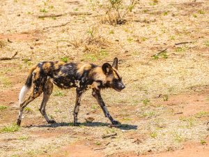 African Wild Dog at N/a&rsquo;an ku s&ecirc; (Naankuse) Wildlife Sanctuary in Namibia, Africa