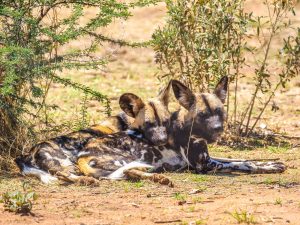 African Wild Dogs at N/a&rsquo;an ku s&ecirc; (Naankuse) Wildlife Sanctuary in Namibia, Africa