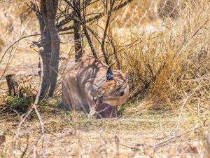 Caracal at N/a’an ku sê (Naankuse) Wildlife Sanctuary in Namibia, Africa