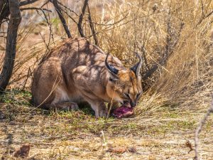 Caracal at N/a’an ku sê (Naankuse) Wildlife Sanctuary in Namibia, Africa