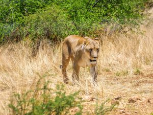 Lioness at N/a’an ku sê (Naankuse) Wildlife Sanctuary in Namibia, Africa