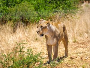 Lioness at N/a’an ku sê (Naankuse) Wildlife Sanctuary in Namibia, Africa
